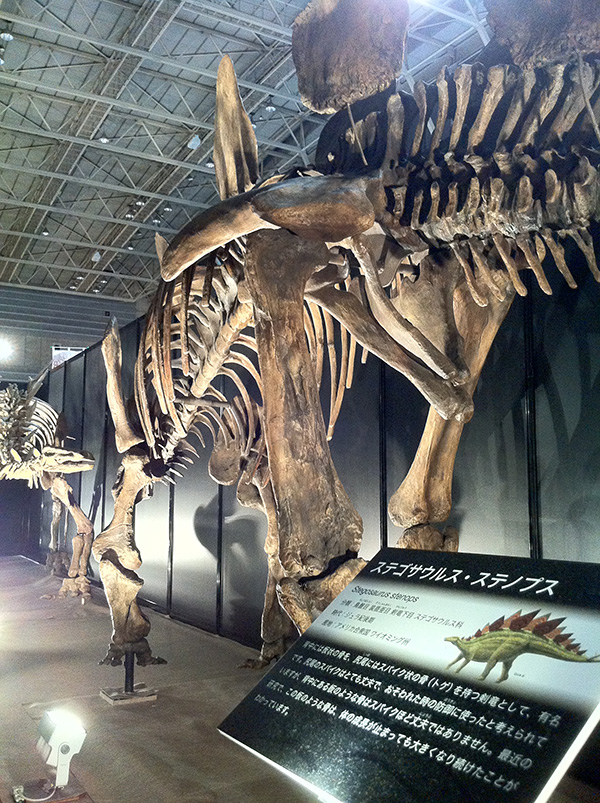 ステゴサウルス・ステノプス