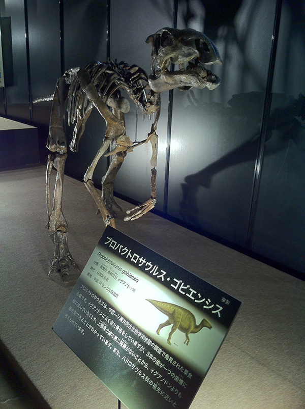 プロバクトロサウルス・ゴビエンシス