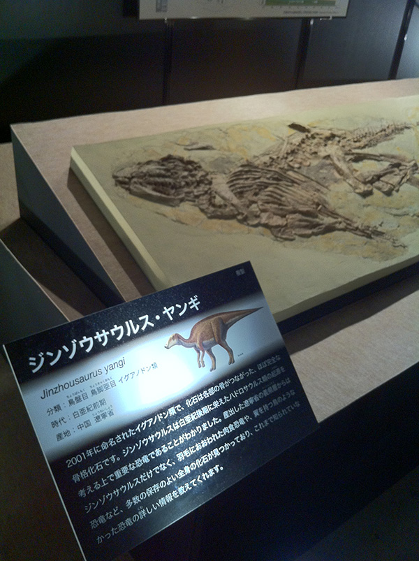 ジンゾウサウルス・ヤンギ