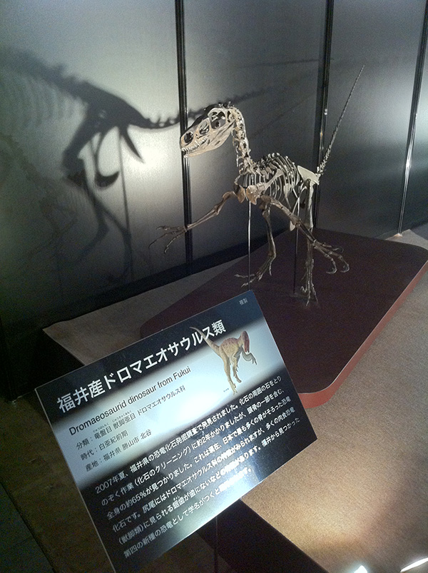 福井産ドロマエオサウルス類