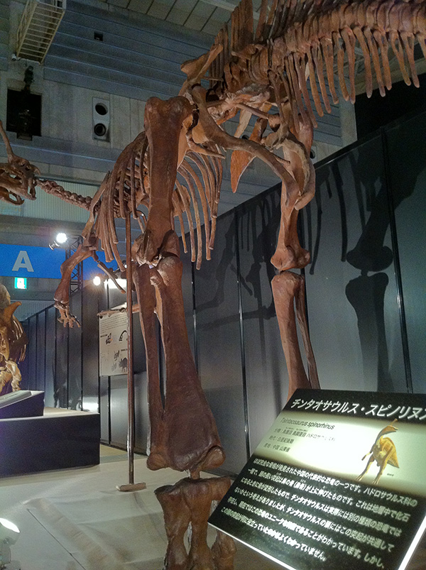 チンタオサウルス・スピノリヌス
