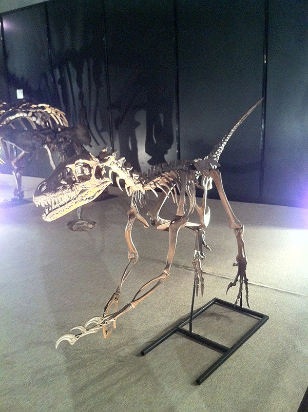 ドロマエオサウルス・アルバーテンシス