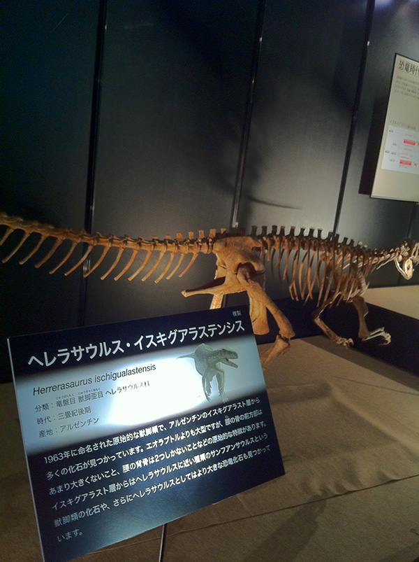 ヘレラサウルス・イスキグアラステンシス