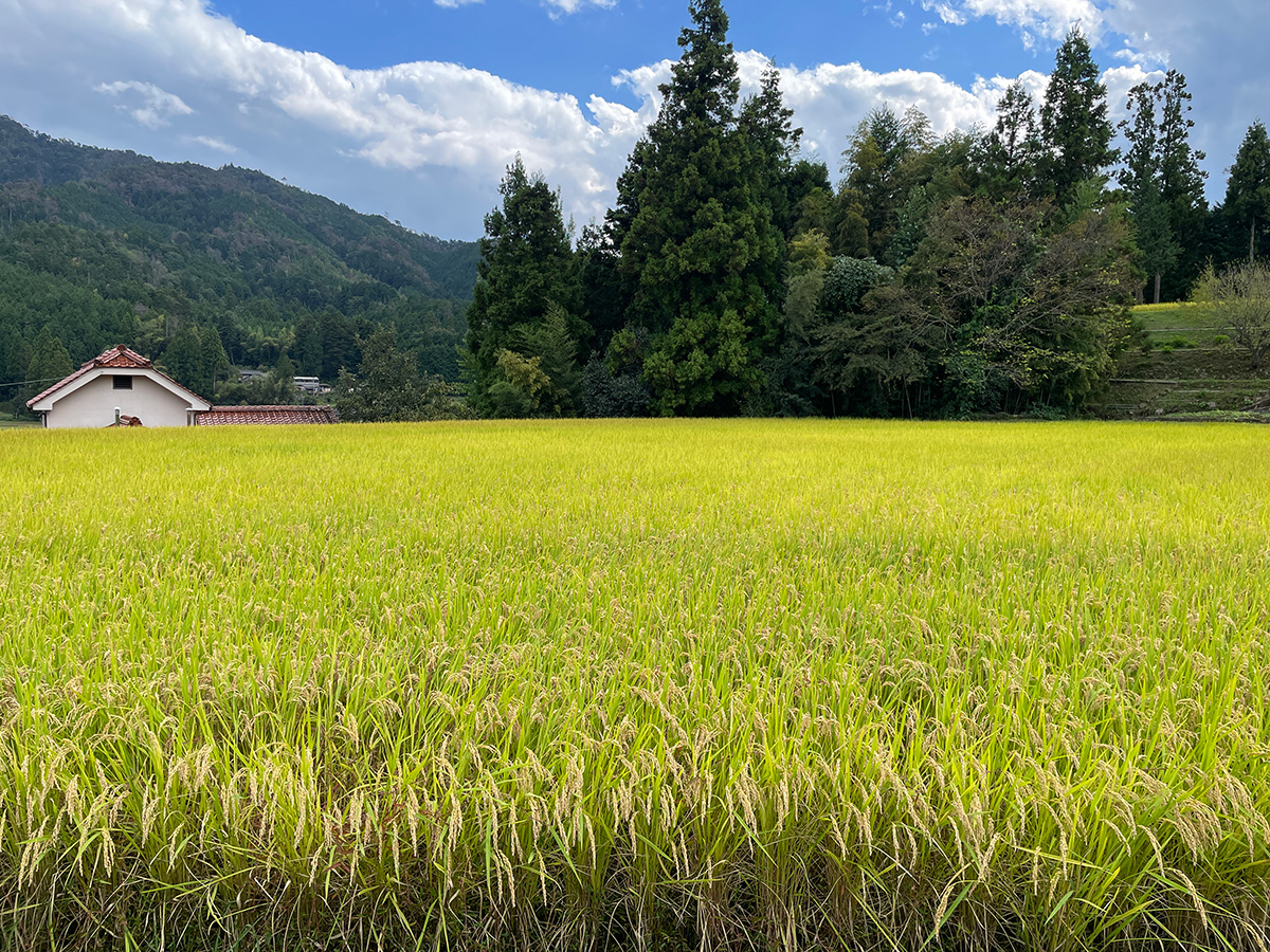 田んぼ